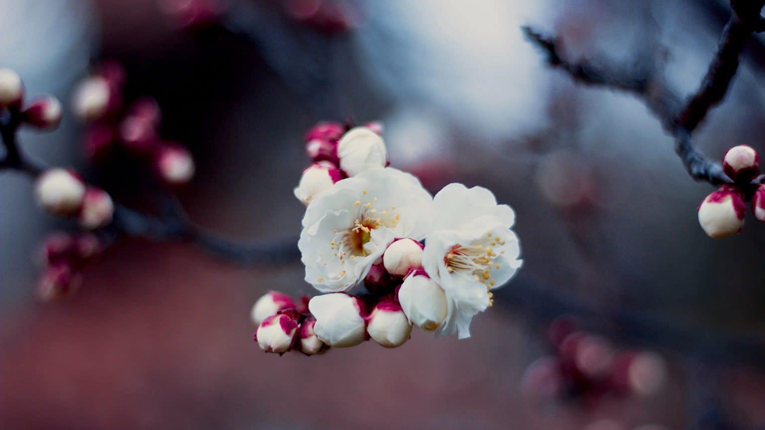    Photographing Cherry Blossoms En 1536x864 