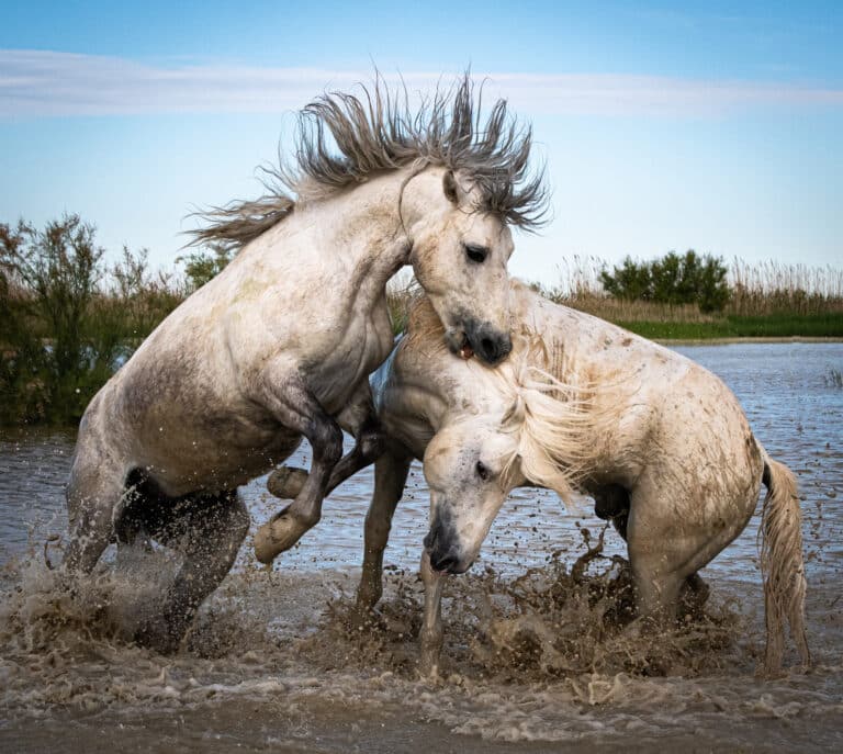 Following the Legendary White Horses in Camargue — Blind Magazine