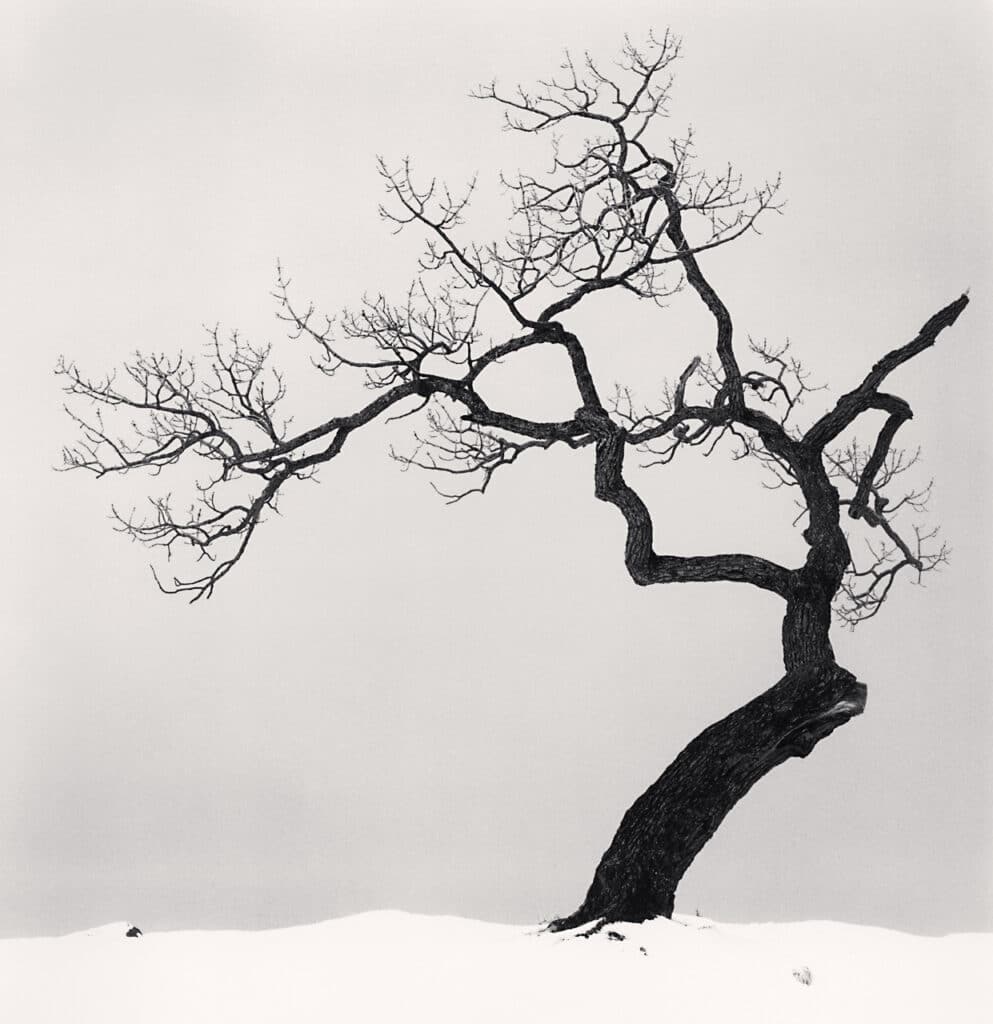 Arbre du lac Kussharo, Etude 1, Kotan, Hokkaido, Japon. 2002