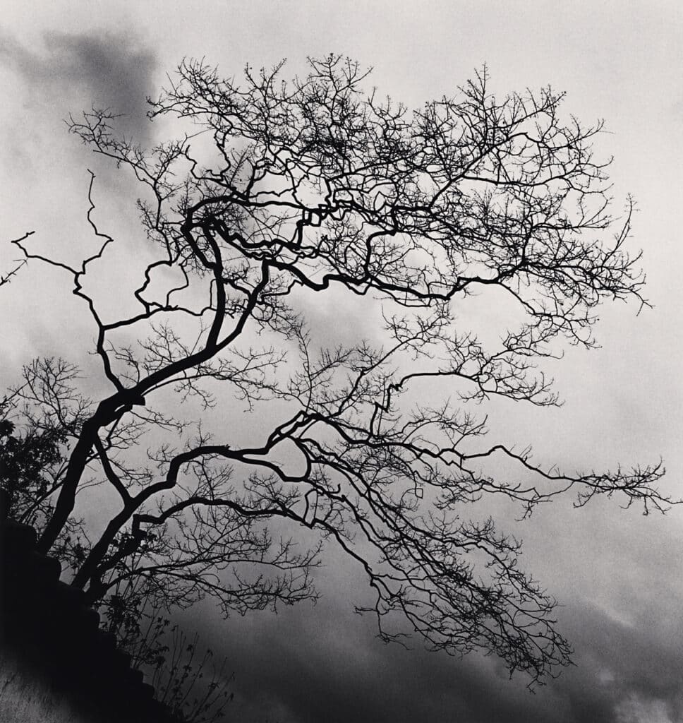 Arbres du temple, Nara, Honshu, Japon. 2002