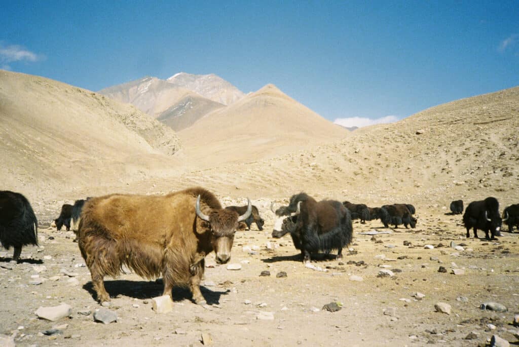 Un troupeau de Yaks avec leur berger nomade dans la Hidden Valley. © Clément Cangiano