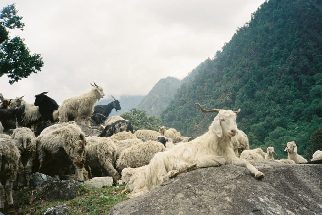 Un troupeau de chèvres. © Clément Cangiano