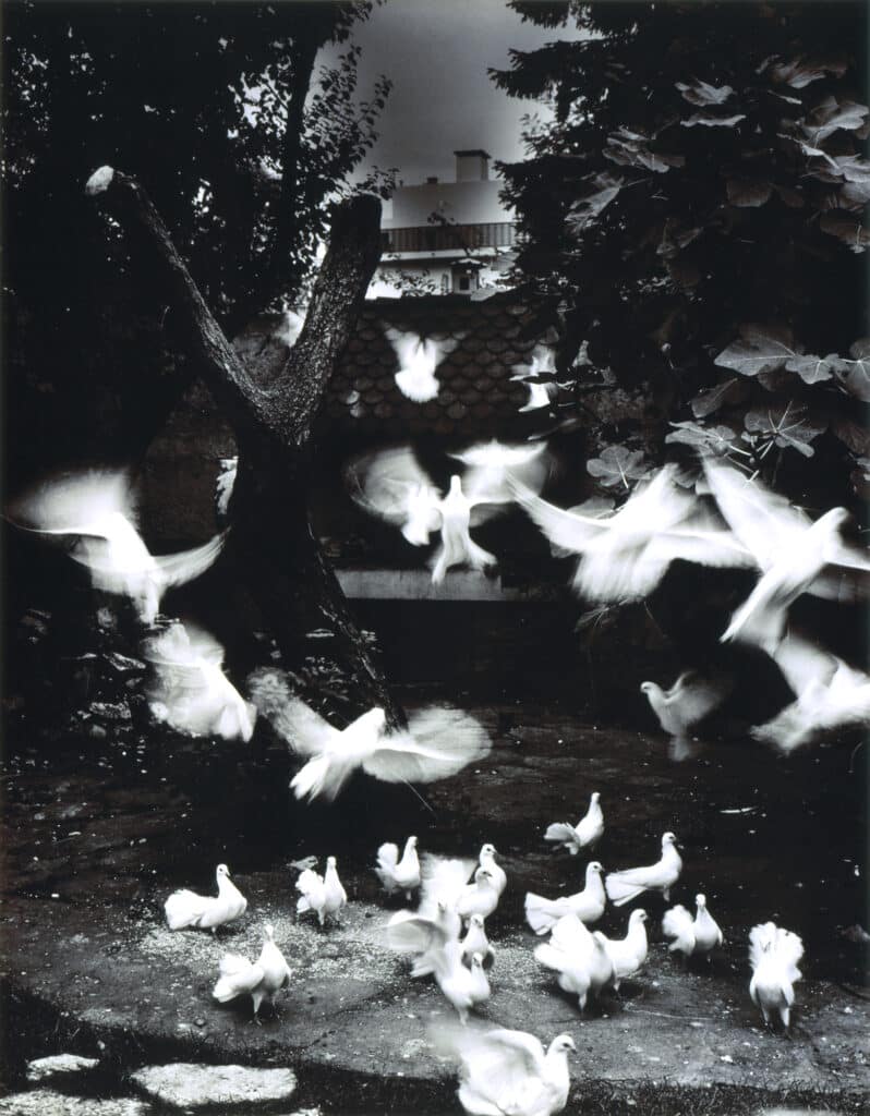 Jean Dieuzaide, Mes pigeons dans mon jardin, 1979, collection les Abattoirs, Musée –Frac Occitanie Toulouse © SAIF © photo Grand Rond Production