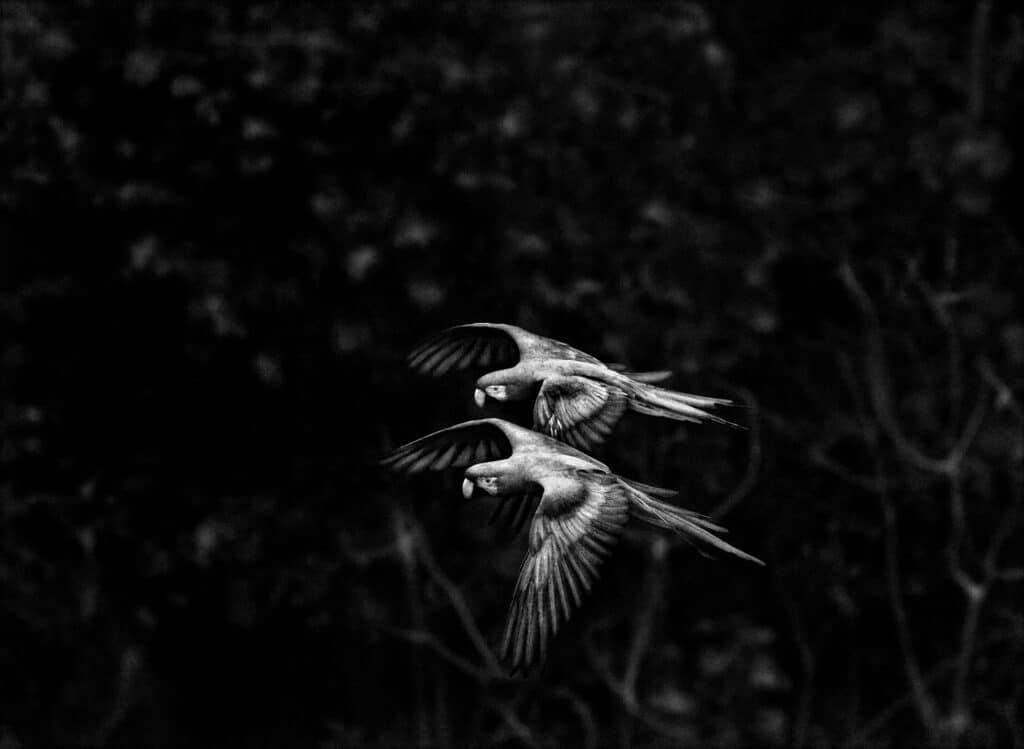 Ara chloroptère ou arara vermelha (Ara chloropterus), réserve de Buraco das Araras, État du Mato Grosso do Sul, Brésil, 2011 © Sebastião Salgado