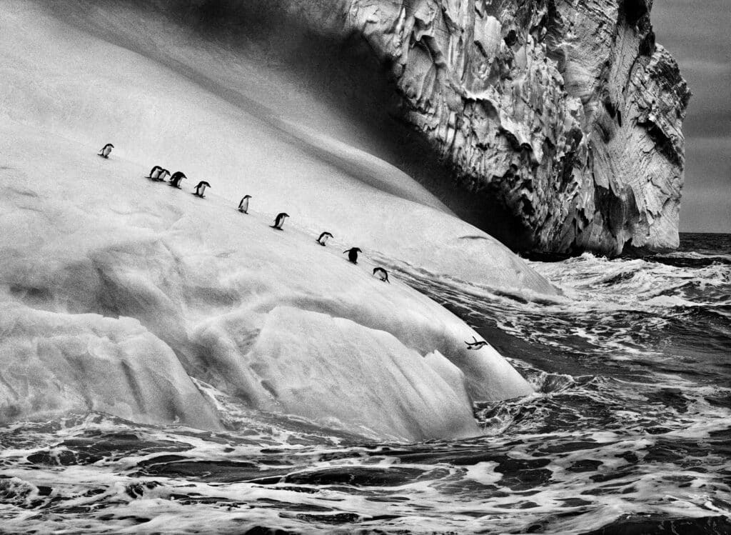 Manchots à jugulaire (Pygoscelis antarctica), détroit de Fridtjof, mer de Weddell, péninsule Antarctique, 2005 © Sebastião Salgado