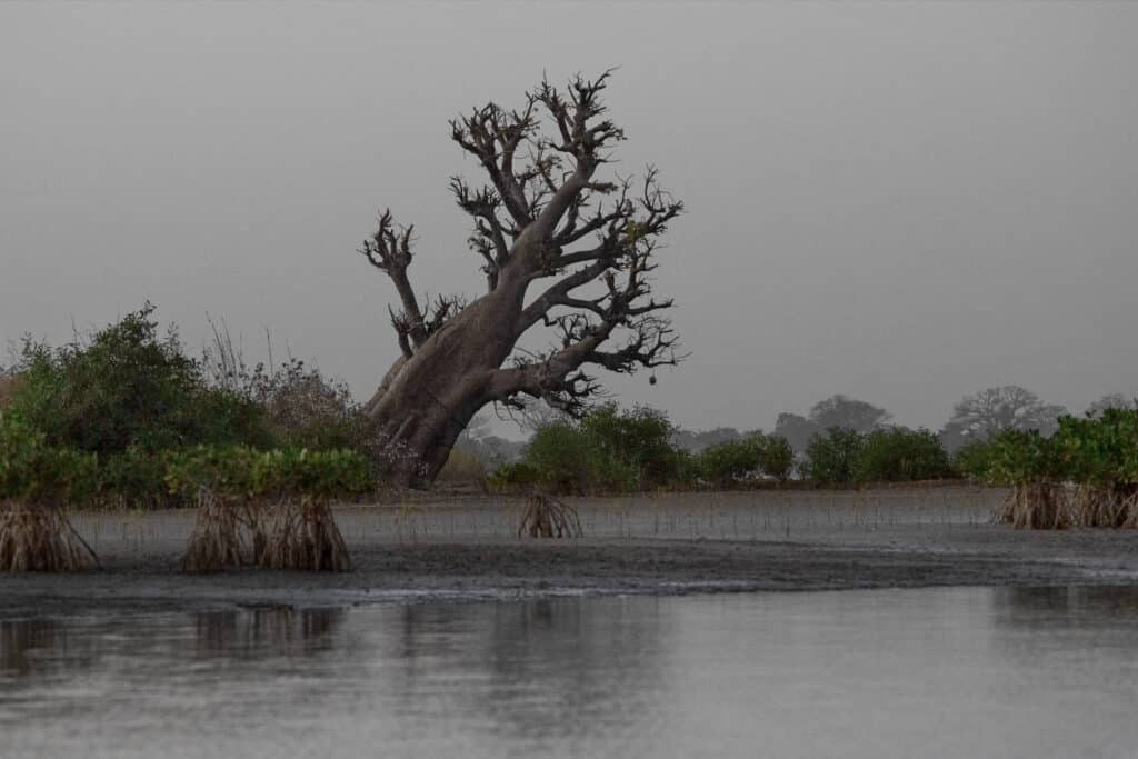 Jean-Michel André, Chambre 207, Baobab, Sine Saloum, 2023. © Jean-Michel André, 2024