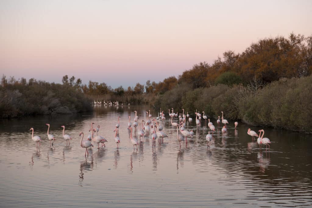 Jean-Michel André, Chambre 207, Flamants roses, Arles, 2022. © Jean-Michel André, 2024