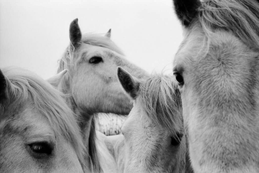 Les chevaux de Camargue, en Mai - un etalon avec ses juments. Le Mas du Grand Gageron, Arles, France. Mai 2018. © Jane Evelyn Atwood