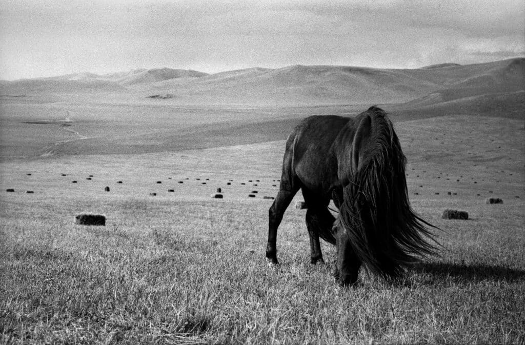 Ferme de chevaux et moutons. Inner Mongolie, Chine, 2015 © Jane Evelyn Atwood