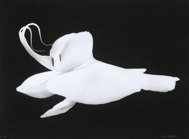 Orchidée, 1987 © Denis Brihat