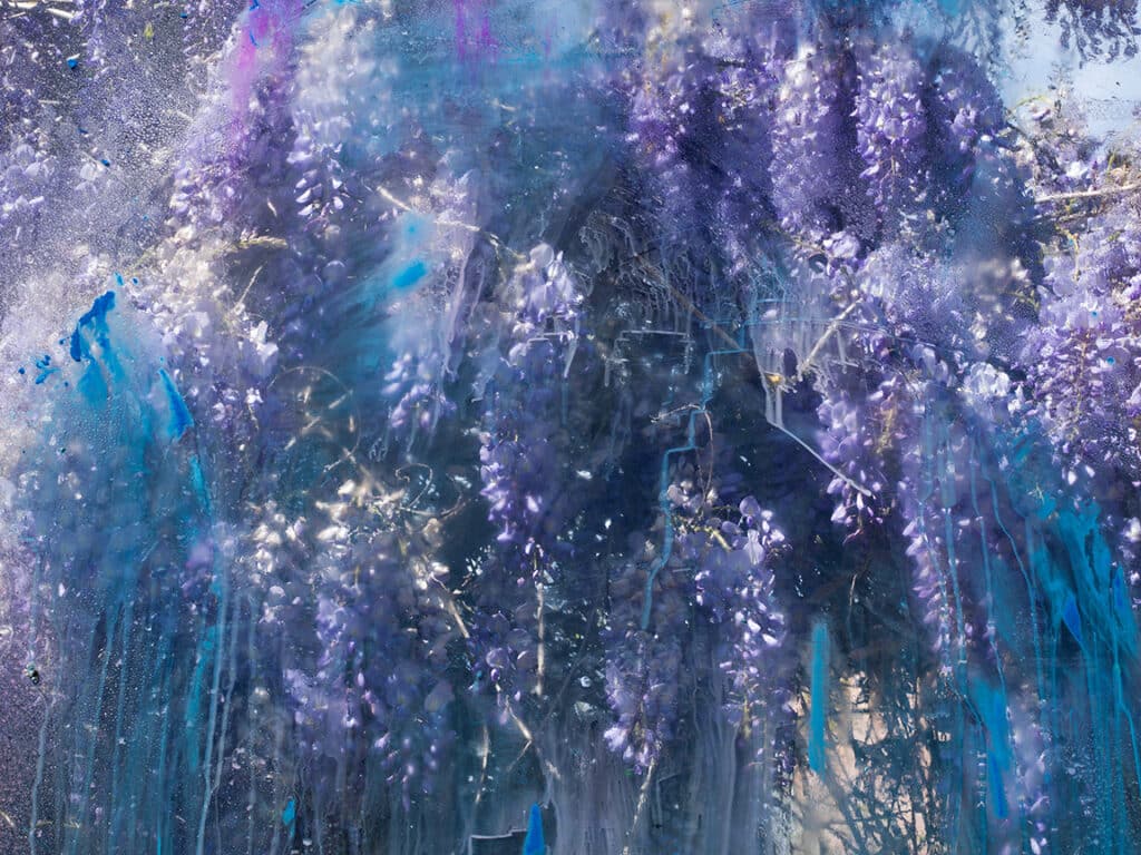 Wisteria Sinensis, Château de Padiès, France, 2023 © Denis Piel / Courtesy of Staley-Wise Gallery, New York